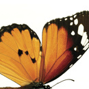 Avatar von butterfly88